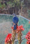 Drakensbergen The Cavern Cape starling feeding on aloe 17.jpg