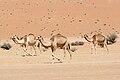 Dromedaries in the Wahibah Sands, Oman