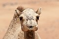 Dromedary in the Wahibah Sands, Oman