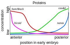 Image 4Gene product distributions along the long axis of the early embryo of a fruit fly (from Evolutionary developmental biology)