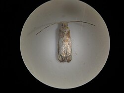 Dryadaula terpsichorella.jpg