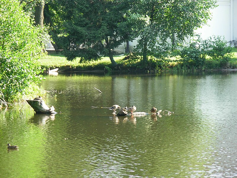 File:Ducks on Zwierzyniec Lake - 01.JPG