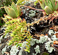 Dudleya candelabrum