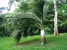 Dypsis decipiens.jpg