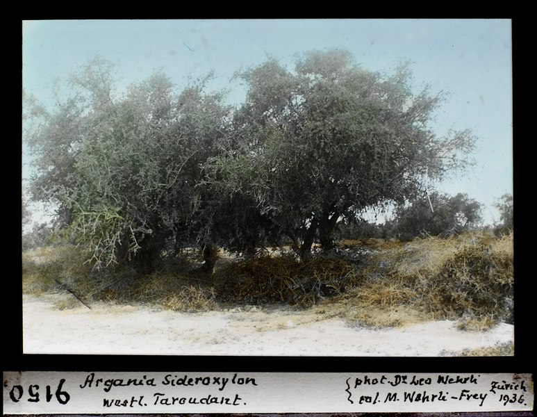 File:ETH-BIB-Argania Sideroxylon, westlich Taroudant-Dia 247-09150.tif