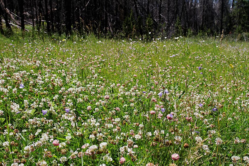 File:East Shore Trail (6151603755).jpg