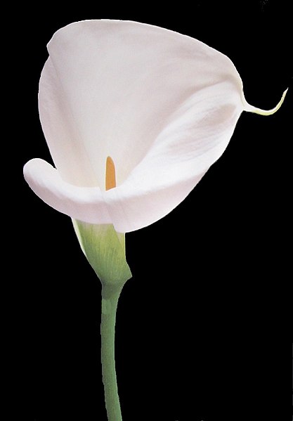 File:Easter Lily.JPG