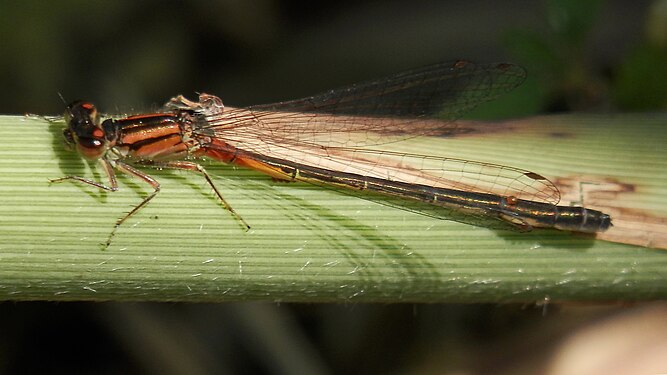 Damselfly (Zygoptera)