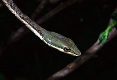 Eastern Vine Snake (Thelotornis mossambicanus) (7652199132).jpg