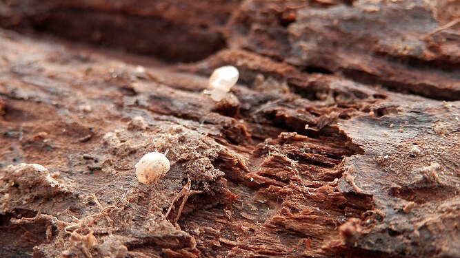 Unidentified Gastropods