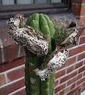 Thumbnail for File:Echinopsis pachanoi ripe fruit.jpg