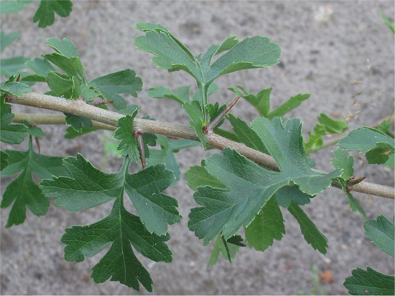 File:Eenstijlige meidoorn (Crataegus monogyna branch).jpg