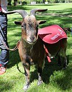 6.8.20 Geißbock Hennes