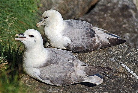 Fulmar