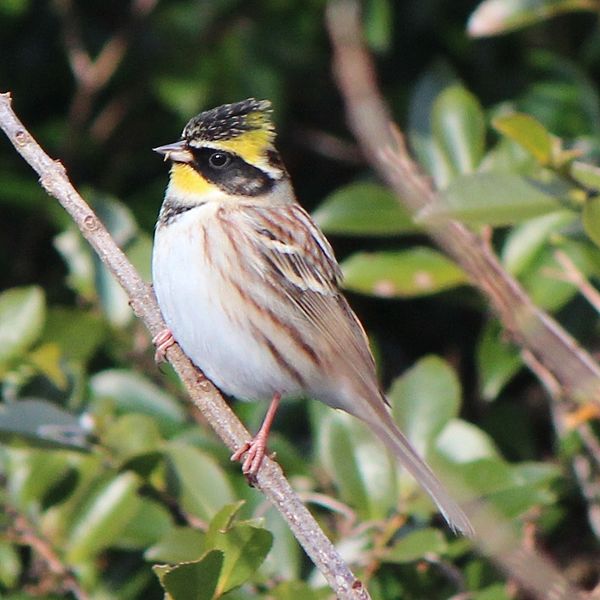 File:Emberiza elegans male s3.JPG