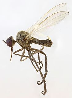 <i>Empis albinervis</i> Species of fly