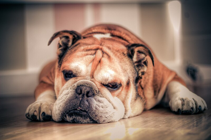 File:English Bulldog about to sleep.jpg