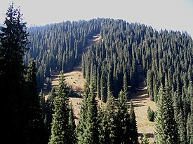 Chimbulak beldesinin eteklerinde orman, Kazakistan.