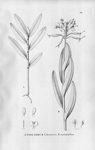 plate 30 I. Epidendrum henschenii II. Epidendrum flexuosum (as syn. Epidendrum imatophyllum)