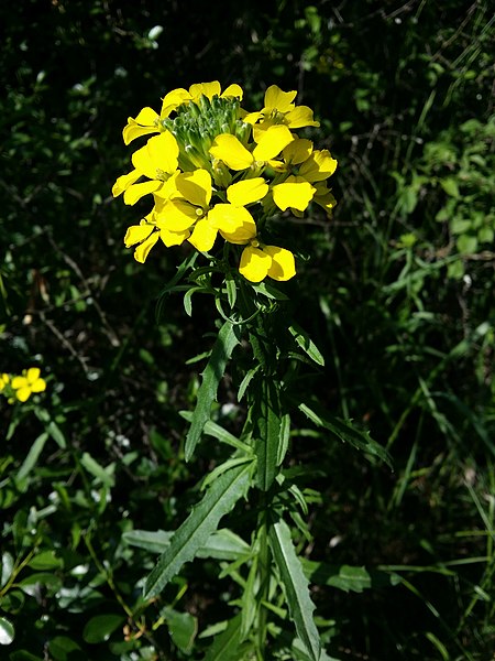 File:Erysimum odoratum sl25.jpg