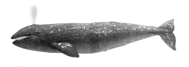 File:Eschrichtius robustus1.jpg