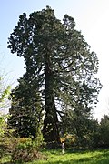Le séquoia géant du domaine du Rond-Chêne.