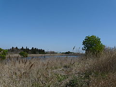 Estany del braç de la Vidala P1100443.jpg