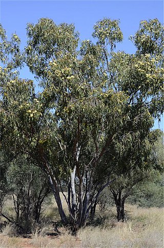 <i>Eucalyptus ochrophloia</i> Species of eucalyptus