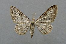Eupithecia impurata.jpg