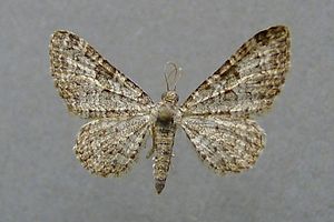 Eupithecia impurata.jpg