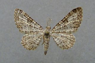 <i>Eupithecia impurata</i> Species of moth