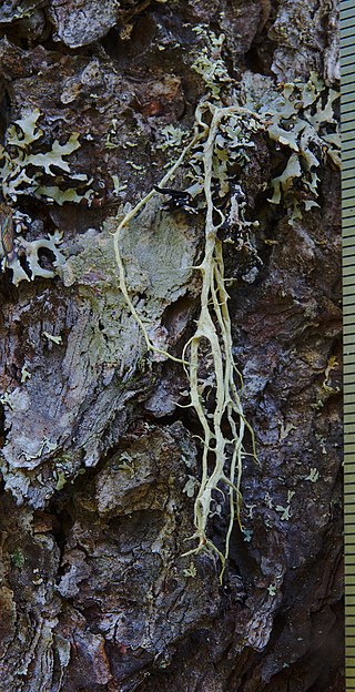 <i>Evernia divaricata</i> Species of lichen