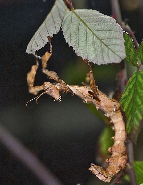 File:Extatosoma tiaratum 01 (2076145791).jpg