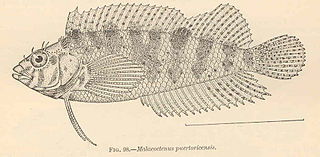 <i>Malacoctenus gilli</i> Species of fish