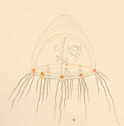 Rathkea octopunctata (Rathkeidae)