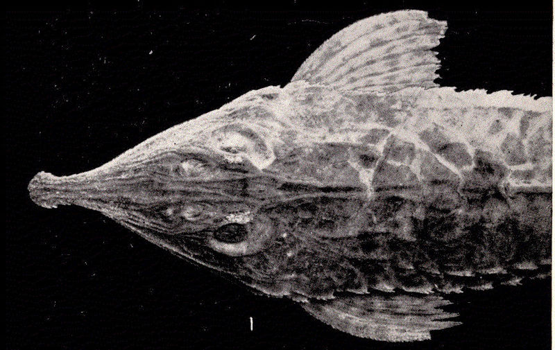 File:FMIB 52363 Hemiodontichthys acipenserinus (KJner).jpeg