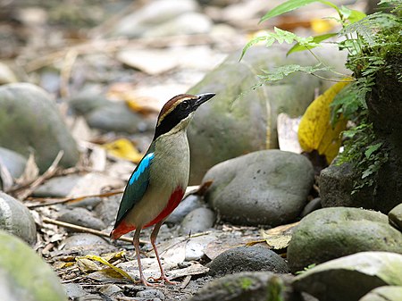 Tập_tin:Fairy_Pitta_3952.jpg