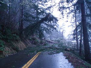 Fallen trees on Oregon 255 (6899297686)