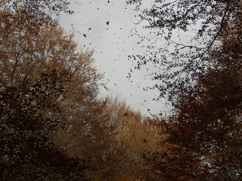 File:Falling leaves Rila.JPG