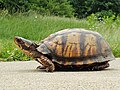 Female Eastern Box Turtle With Weathered and Worn Shell.jpg