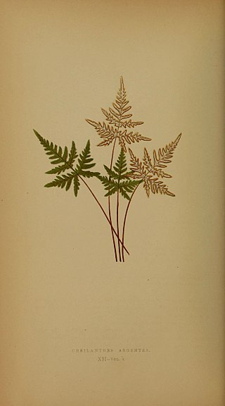 <i>Aleuritopteris</i> Genus of ferns