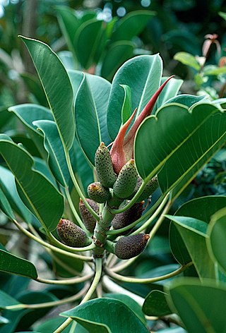 <i>Ficus crassipes</i> Species of Australian plant known as the round-leaved banana fig