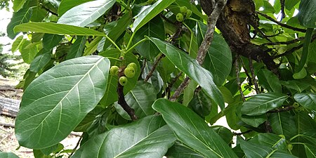 Feuilles et jeunes figues.