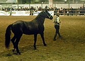 Cavallo Romano della Maremma Laziale, stallion, photographed at Fieracavalli, Verona, Italy, on 9 November 2014.