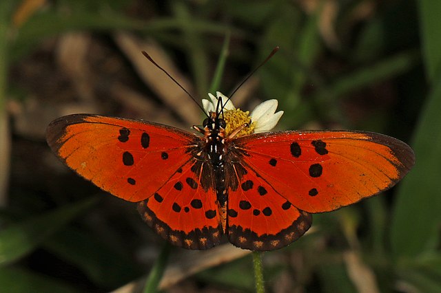 Bộ sưu tập cánh vẩy 4 - Page 40 640px-Fiery_Acreae_-_Acraea_acrita_acrita%2C_Gorongosa_National_Park%2C_Mozambique_%2842992928622%29