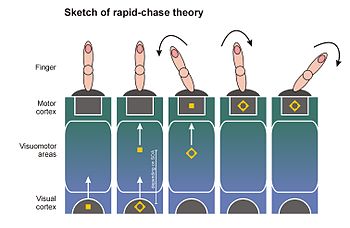 Fig. 4: A schematic depiction of rapid-chase theory. Primes and targets are engaged in a chase through the visuomotor system (from visual to motor areas). Because the prime signal has a head-start over the target signal, it is able to start a motor response assigned to it and to control this response for as long as the prime-target SOA allows. When the actual target signal then arrives in the motor system, it can follow through with the response already activated by the prime (in consistent trials) or has to reverse the response (in inconsistent trials). Rapid-chase theory assumes that primes and targets elicit feedforward cascades of neuronal activation traversing the visuomotor system in strict sequence, without mixture or overlap of prime and target signals. Therefore, the initial motor response to the prime must be independent of all stimulus aspects of the actual target. Fig5-english.jpg