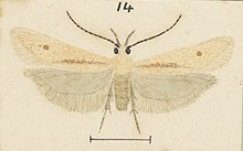 Fig 14 MA I437912 TePapa Plate-LI-The-butterflies full (cropped).jpg