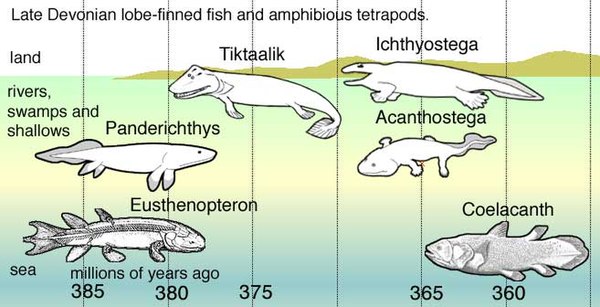 En el Devónico superior la especiación de los vertebrados descendientes de peces de aletas lobuladas pelágicos (como Eusthenopteron) muestra la siguiente secuencia de adaptaciones: Panderichthys, coloniza bajíos fangosos; Tiktaalik, con aletas semejantes a patas que podían arrastrarlo hasta tierra; Primeros tetrápodos, en ciénagas colmatadas por vegetación:   Acanthostega, con patas de ocho dedos,   Ichthyostega with patas. Entre los descencientes se cuentan también formas pelágicas como los celacantos.