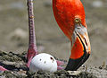 Flamingo and egg