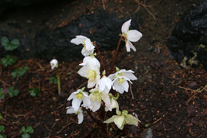 File:Flickr - brewbooks - Helleborus niger in our winter garden (1).jpg